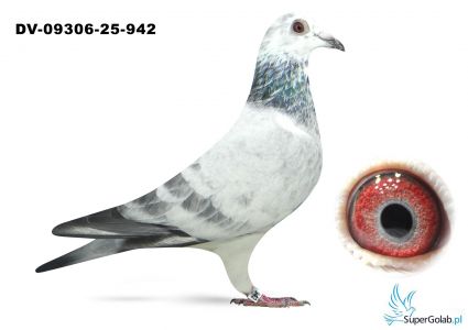 DV-09306-25-942 - Bindacz x Leideman