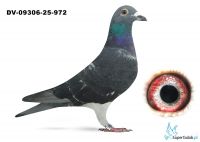 DV-09306-25-972 Leideman