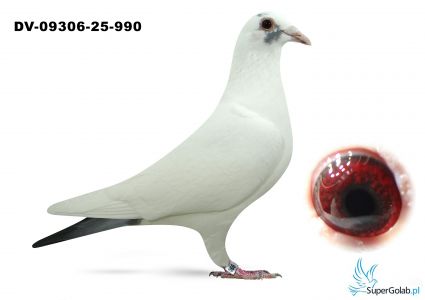 DV-09306-25-990 Dirk van de Bulck x Marcel Wouters