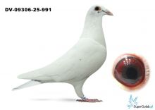 DV-09306-25-991 Dirk van de Bulck x Marcel Wouters