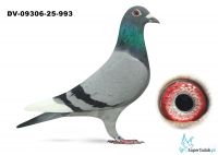 DV-09306-25-993 Leo Heremans x Wolfgang Roeper