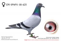 DV-09491-18-425 - samiczka