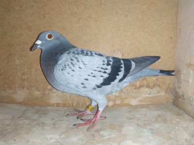 DV-09581-19-1542 - org. Christoph Mazur, inbred Kleine Dirk