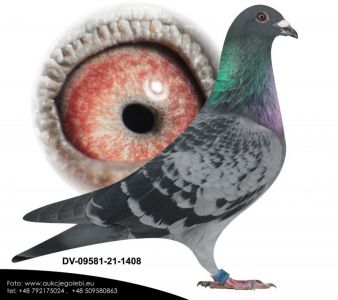 DV-09581-21-1408 Samiec