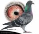 DV-09581-21-1408 Samiec