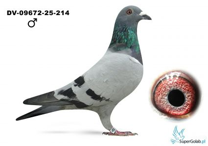 DV-09672-25-214  Dobrowsky Volker