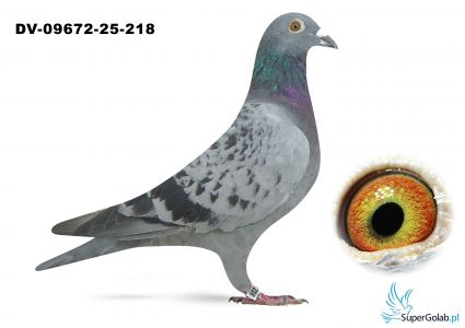 DV-09672-25-218 Dobrowsky Volker