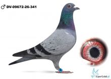 DV-09672-26-341   Dobrowsky Volker