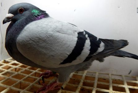 DV-09715-18-327 Oryginał gołębie REINHARD MUHL