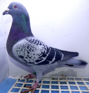 DV-09715-18-556 Oryginał gołębie REINHARD MUHL