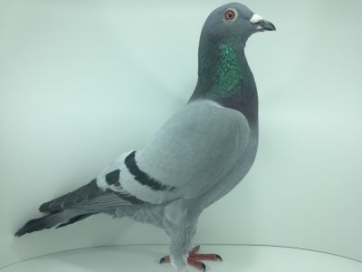 DV-09715-18-666 Oryginał gołębie REINHARD MUHL