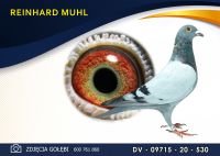 DV 09715 20 530 Oryginał MUHL REINHARD - wnuk