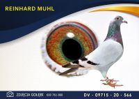 DV 09715 20 566 Oryginał MUHL REINHARD - Wnuk RUDEGO!! G. Vandenabeele - Gołąb Młody.