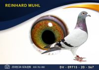 DV 09715 20 567 Oryginał REINHARD MUHL - wnuk RUDEGO - G. Vandenabeele -