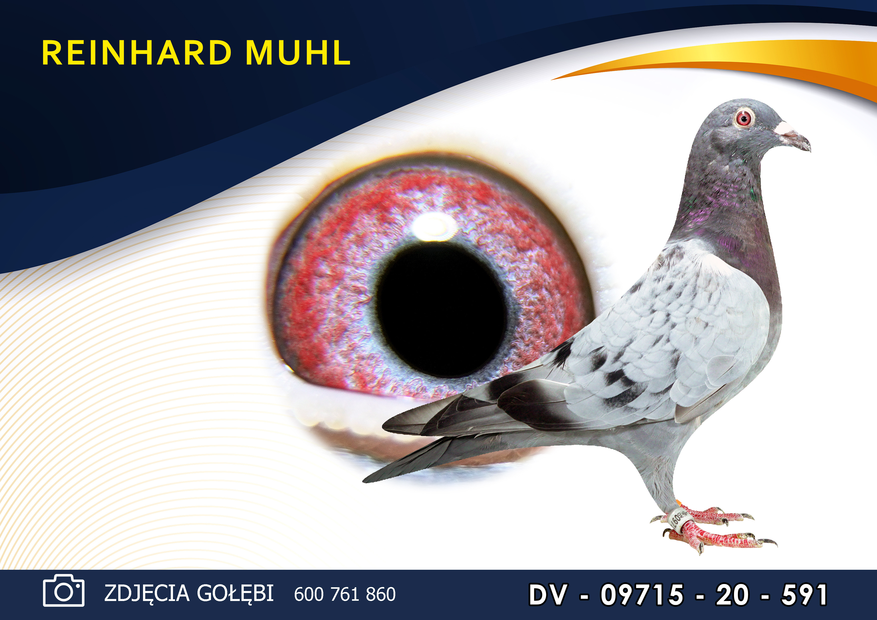 Dv 09715 20 591 Oryginal Muhl Reinhard C G Koopman X Gunter Prange Golab Mlody Profesjonalny Portal Aukcyjny Golebi Pocztowych Golebie Od Mistrzow Polski Golebie Olimpijskie Najlepsze Hodowle Z Belgii Niemiec Holandii