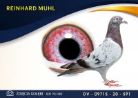 DV 09715 20 591 Oryginał MUHL REINHARD - C & G Koopman x Gunter Prange -