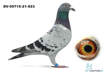 DV-09715-21-923- 100 % Dirk de Beer