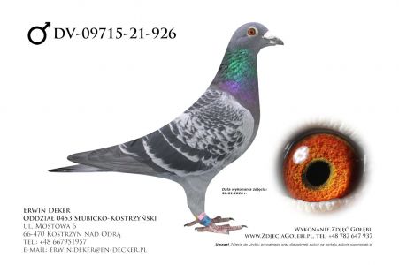 DV-09715-21-926 - samiec