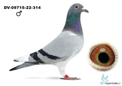DV-09715-22-314