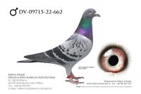 DV-09715-22-662 - samiec