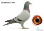 DV-09715-24-751 Heinz Bindacz x Leo Heremans