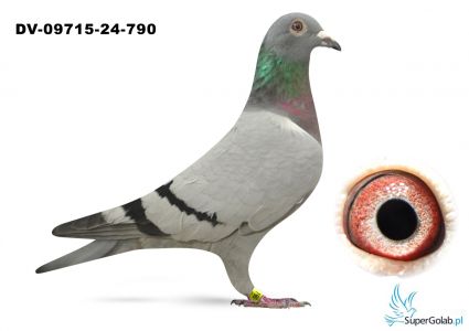 DV-09715-24-790 -  Marcel Aelbrecht - linia BAK 17