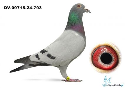 DV-09715-24-793 - Leo Heremans 