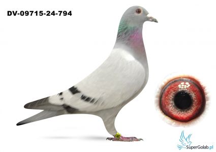 DV-09715-24-794 Leo Heremans 