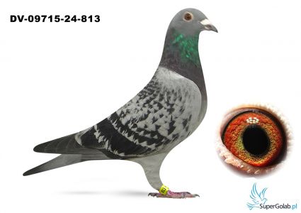 DV-09715-24-813 van Dyck