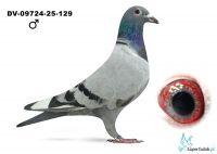 DV-09724-25-129