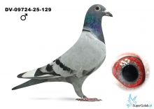 DV-09724-25-129