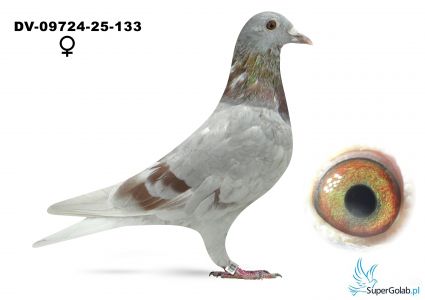 DV-09724-25-133