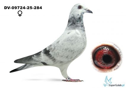 DV-09724-25-284