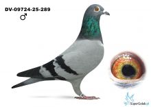 DV-09724-25-289
