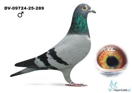 DV-09724-25-289