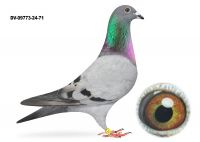 DV-09773-24-71 TOP WG Lotowany na WG USEDOM - Van Mechelen x Dirk van Dyck -SAMICA