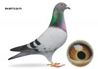 DV-09773-24-75-VAN MECHELEN Gołab lotowany na WG Usedom  -1 lot 155 km -  1 miejsce na 1999 gołębi - TOP NA WG