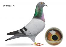 DV-09773-24-75-VAN MECHELEN Gołab lotowany na WG Usedom  -1 lot 155 km -  1 miejsce na 1999 gołębi - TOP NA WG