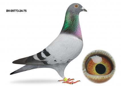 DV-09773-24-75-VAN MECHELEN Gołab lotowany na WG Usedom  -1 lot 155 km -  1 miejsce na 1999 gołębi - TOP NA WG