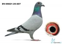 DV-09821-25-607  inbred 520 Gunter Prange