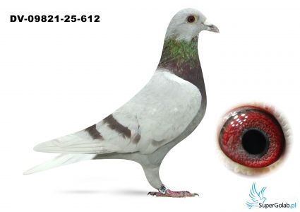 DV-09821-25-612  inbred 520 Gunter Prange