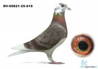 DV-09821-25-616 PIPA Breeding