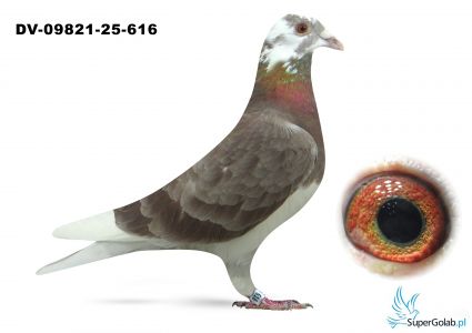 DV-09821-25-616 PIPA Breeding