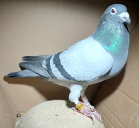 DV-09823-19-792 (F. Piskol) - Linia Hurrican 51 - samiec