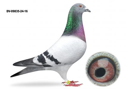 DV-09835-24-16 TOP NA WG  rodzice oryg Jorg Hollman Linia ROMARIO