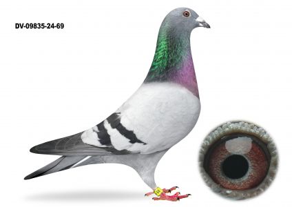 DV-09835-24-69 TOP NA WG rodzice oryg Jorg Hollman Linia ROMARIO - SAMCZYK lotowany na WG USEDOM