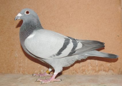 DV-0986-19-1264 - org. Piotr Knap, linia Vandenabeele - syn czołowych lotników