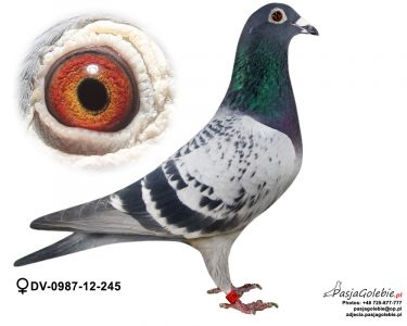 DV-0987-12-245 100% Pałka M.T.M