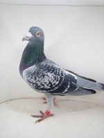DV-099-14-723 Koopman / Prange