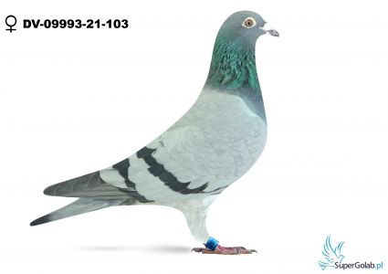DV-09993-21-103